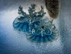 Приморский океанариум пополнил коллекцию медуз